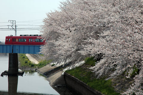五条川の桜と3500系