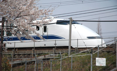 桜と300系