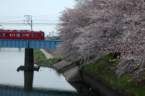 五条川の桜と6000系