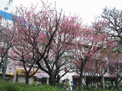 kanhi_sakura.jpg