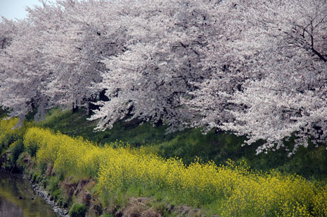 五条川の桜、満開