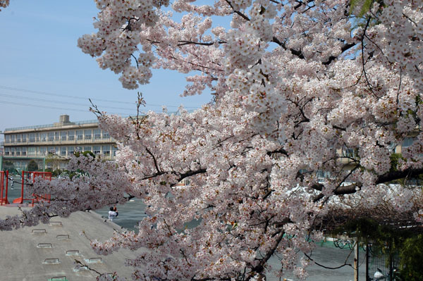 清洲小学校