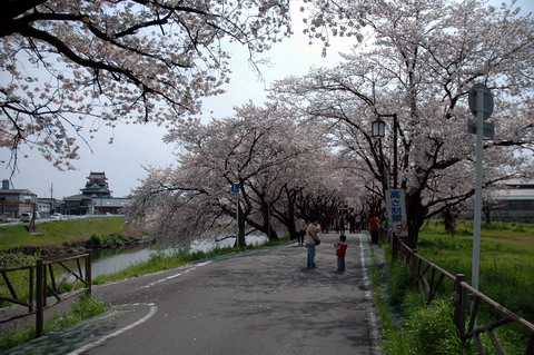 五条川の桜並木