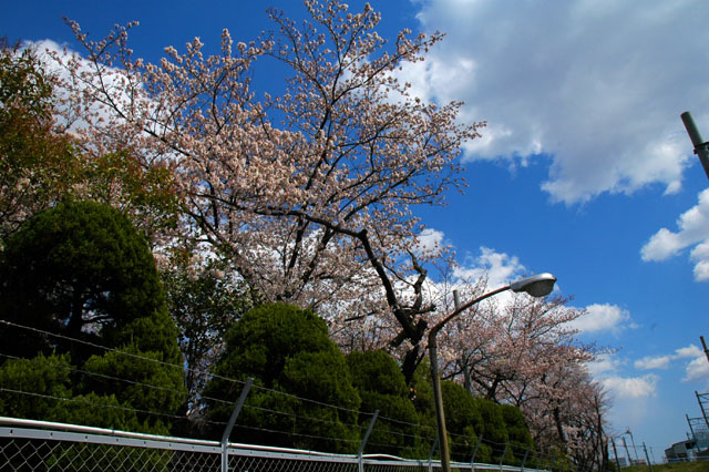 20120408ai.jpg