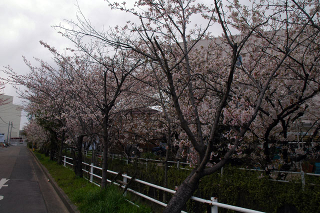 20120408au.jpg