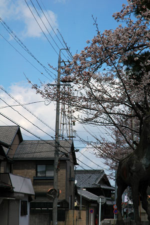 20120408g.jpg