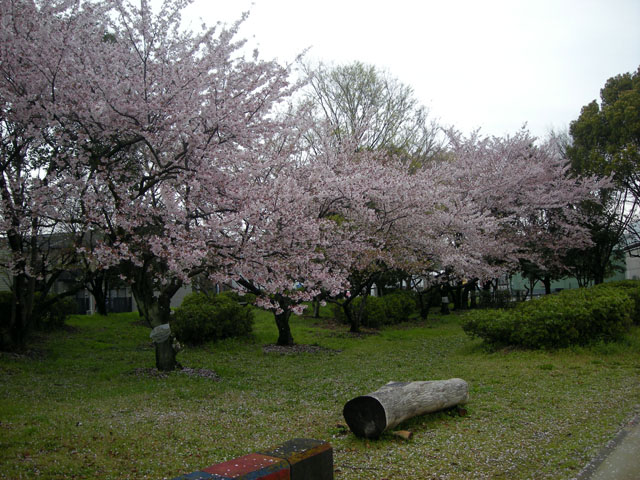 20120414n.jpg