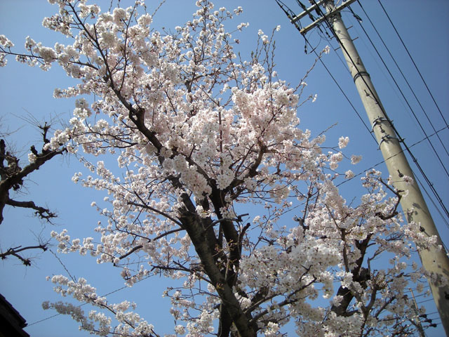 20130330a.jpg